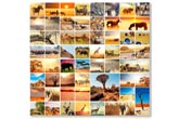 Colaj Africa wild 3348 Colaj Africa wild 3348