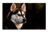 Husky siberian 5612 Husky siberian 5612