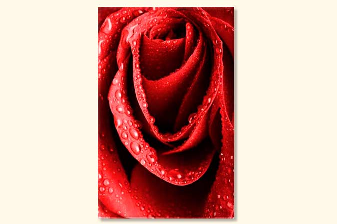 Tablouri Rose rosu 4763