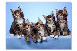 Five Kittens 8501