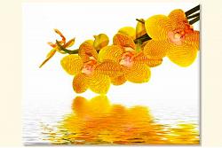 Yellow orchid 53701