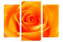 Orange rose 5164