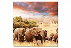 Africa elefanti 3738