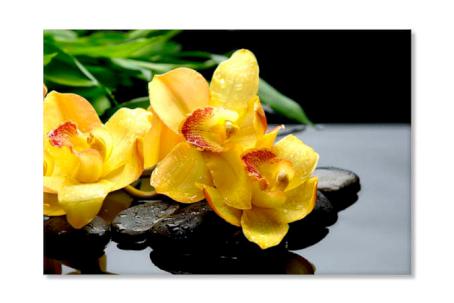 Orhidee galbena 4523