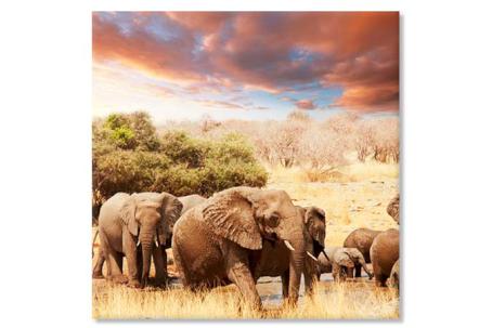 African elephants 3738