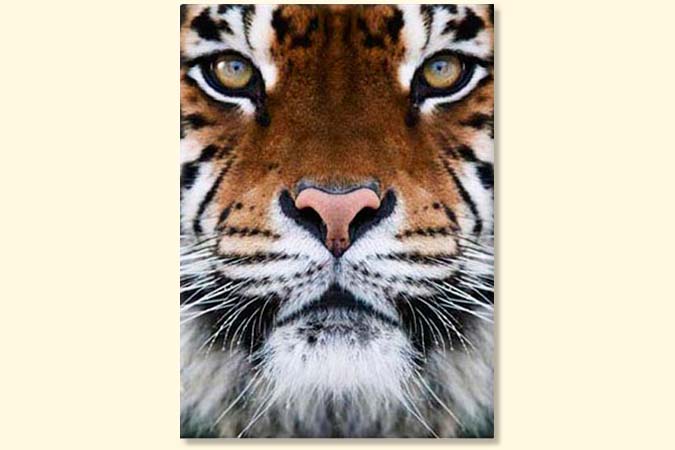 Tiger asia 2298