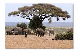 Elefanti africani 2817