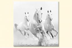 White horses 48121