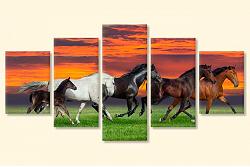 Horses 4936