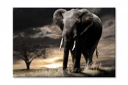 Elephant 1533