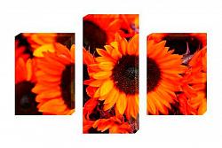 Sun flowers 1310