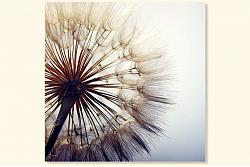 dandelion 78100