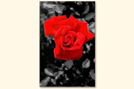 Tablouri red Rose 9726