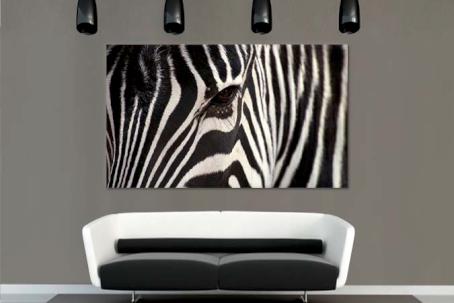 African zebra 25169