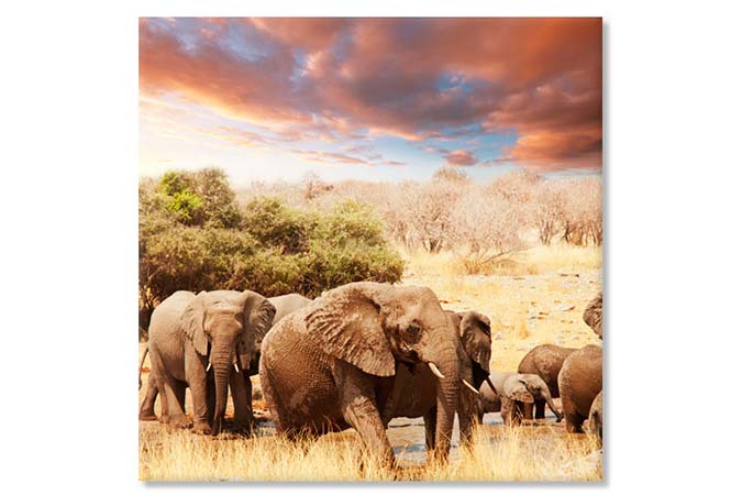 Africa elefanti 3738